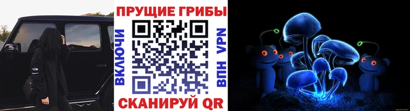 Псилоцибиновые грибы Psilocybine cubensis  Черноголовка 